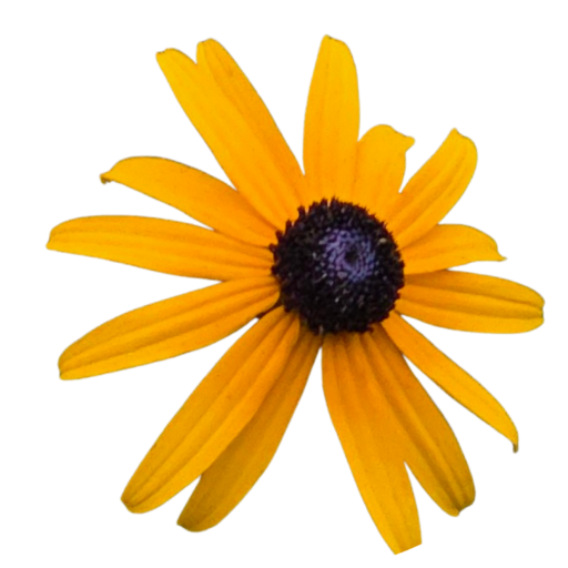 black eyed susan